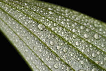 Blatt mit Wassertropfen - MJOF000799