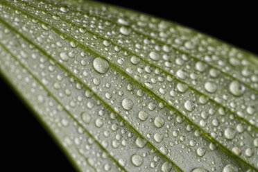 Leaf with waterdrops - MJOF000799