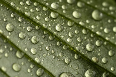 Blatt mit Wassertropfen, Nahaufnahme - MJOF000800