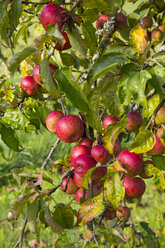 Germany, Baden-Wuerttemberg, apple tree with red apples - LVF001957