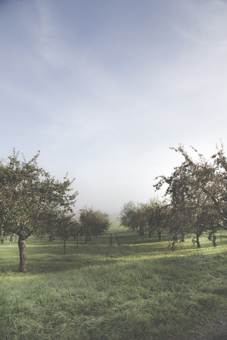 Deutschland, Baden-Württemberg, bei Tübingen, Apfelbäume, lizenzfreies Stockfoto