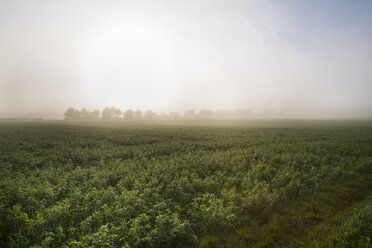 Germany, Baden-Wuerttemberg, near Tuebingen, field with red clover in the morning fog - LVF001963