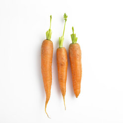 Three carrots in a row - SRSF000529