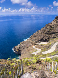 Spanien, Kanarische Inseln, La Palma, Tijarafe, Kanarische Wolfsmilch an felsiger Küste - AMF002901