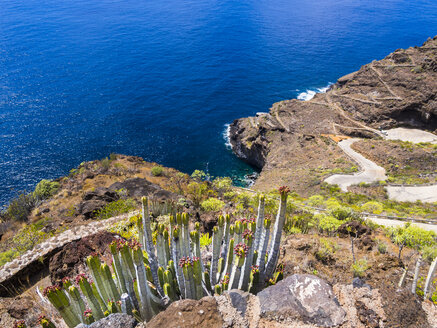 Spanien, Kanarische Inseln, La Palma, Tijarafe, Kanarische Wolfsmilch an felsiger Küste - AMF002902