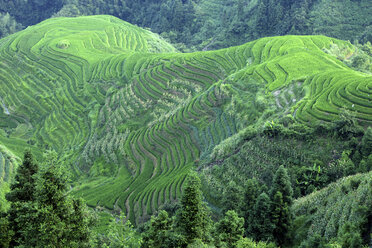 China, Guangxi, Ping'an, rice field La Columna del Dragon - DSGF000182