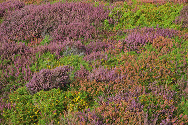 France, Pointe de Pen-Hir, Field of wild flowers - DSGF000244