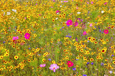 Frankreich, Pointe de Pen-Hir, Feld mit bunten Wildblumen - DSGF000252