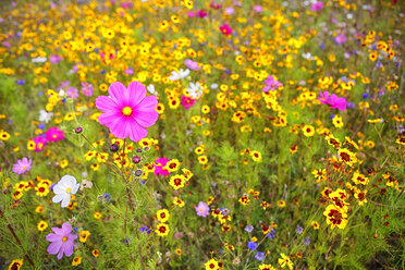 France, Pointe de Pen-Hir, Field of colourful wild flowers - DSGF000254