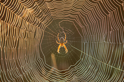 Spinne im Spinnennetz, frühes Morgenlicht - DSGF000779