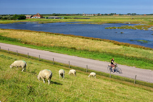 Niederlande, Insel Texel, Den Burg, Schafe weiden auf dem Deich - DSGF000789