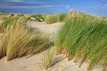 Niederlande, Insel Texel, Nationalpark Dünen von Texel - DSGF000791