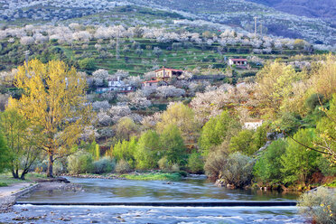 Spain, Extremadura, Valle del Jerte, Valley with blooming cherry trees - DSGF000317