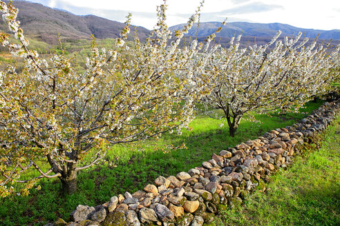 Spanien, Extremadura, Valle del Jerte, Tal mit blühenden Kirschbäumen - DSGF000322