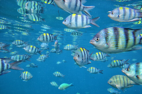 Malaysia, Südchinesisches Meer, Insel Perhentian, Gruppe von tropischen Fischen - DSGF000326