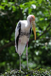 Malaysia, Pahang, Taman Negara National Park, - DSGF000328