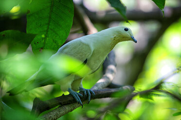 Malaysia, Pahang, Taman Negara National Park, Vogel auf Ast - DSGF000289