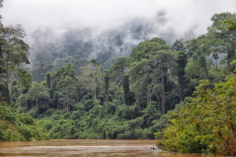 Malaysia, Pahang, Taman-Negara-Nationalpark, Dschungel bei Sungai Tembeling, lizenzfreies Stockfoto