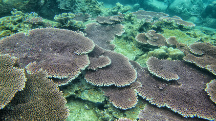 Malaysia, Südchinesisches Meer, Insel Tioman, Korallenriff - DSGF000802