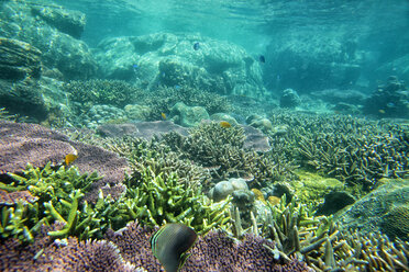 Malaysia, South China Sea, Tioman Island, Coral reef - DSGF000306