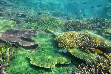 Malaysia, South China Sea, Tioman Island, Coral reef - DSGF000810