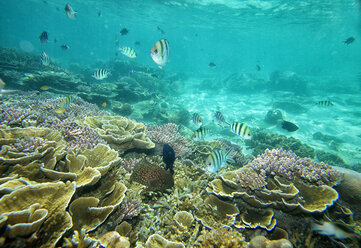 Malaysia, South China Sea, Tioman Island, Coral reef - DSGF000812