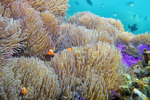Malaysia, South China Sea, Tioman Island, Coral reef stock photo