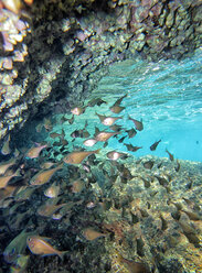 Malaysia, Südchinesisches Meer, Insel Perhentian, Gruppe von tropischen Fischen, die unter einer Höhle schwimmen - DSGF000310