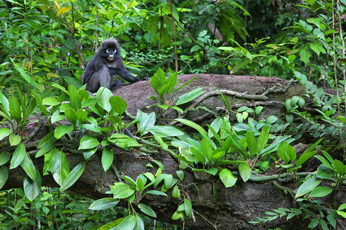 Malaysia, Perhentian-Insel, Schwarzbüscheläffchen - DSGF000313