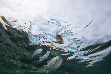 Malaysia, Fische schwimmen im Wasser - DSGF000314