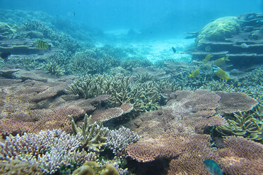 Malaysia, South China Sea, Tioman Island, Coral reef - DSGF000329