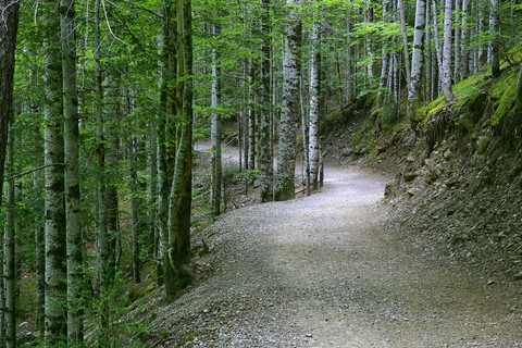 Spanien, Ordesa-Nationalpark, Waldweg, lizenzfreies Stockfoto