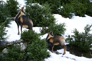 Spanien, Ordesa-Nationalpark, Gämse - DSGF000396