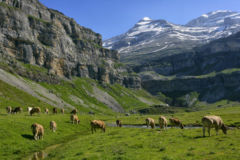 Spanien, Ordesa-Nationalpark, grasende Kuhherde, lizenzfreies Stockfoto