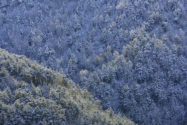 Spanien, Ordesa-Nationalpark, Nadelwald - DSGF000427