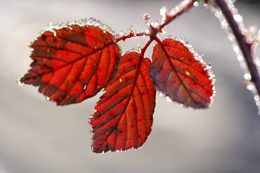 Leaf of a Rubus plant in autumn - DSGF000430