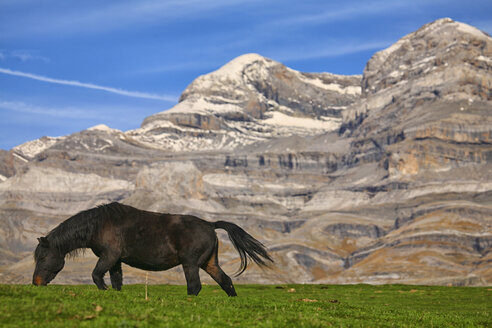 Spanien, Ordesa-Nationalpark, Pferd auf Bergwiese am Monte Perdido-Massiv - DSGF000433