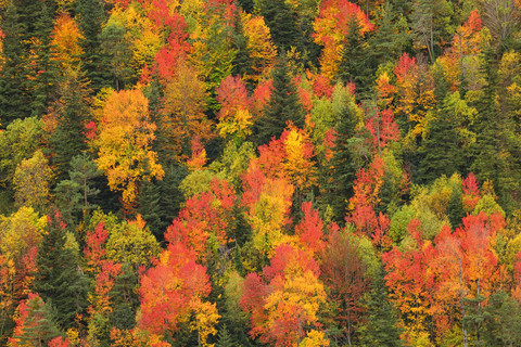 Spanien, Ordesa-Nationalpark, Nadelwald im Herbst, lizenzfreies Stockfoto