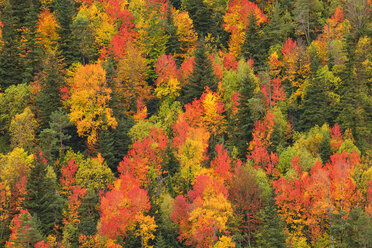 Spanien, Ordesa-Nationalpark, Nadelwald im Herbst - DSGF000435
