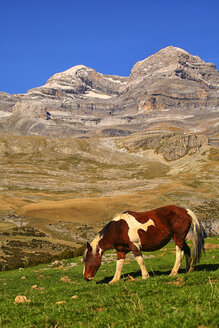 Spanien, Ordesa-Nationalpark, Pferd auf Bergwiese am Monte Perdido-Massiv - DSGF000439