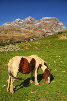 Spanien, Ordesa-Nationalpark, Pferd auf Bergwiese am Monte Perdido-Massiv - DSGF000440