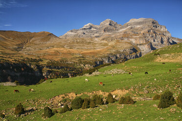 Spain, Ordesa National Park, horses on mountain meadow at Monte Perdido massif - DSGF000442