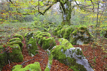 Spanien, Navarra, Naturpark Urbasa-Andia - DSGF000368