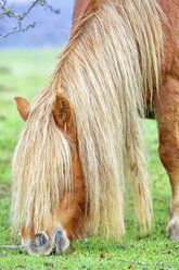 Spain, Navarra, Nature Park Urbasa-Andia, Sierra de Urbasa, grazing horse - DSGF000369