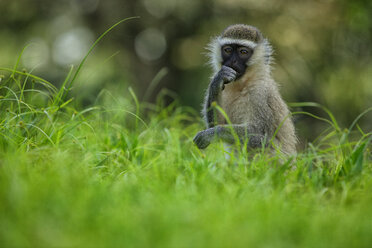 Uganda, Bwindi Impenetrable National Park, Bwindi Impenetrable Forest, Affe im Gras - DSGF000833