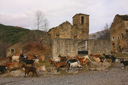 Spanien, Provinz Huesca, laufende Ziegen in einem Bergdorf - DSGF000458