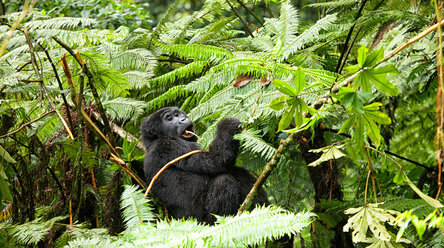Uganda, Bwindi Impenetrable National Park, Bwindi Impenetrable Forest, mountain gorilla - DSGF000372