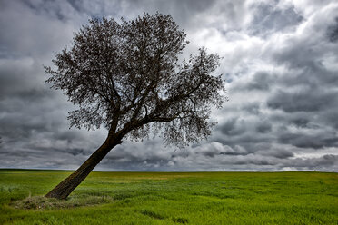 Spanien, Provinz Zamora, verzogener Baum unter bewölktem Himmel - DSGF000809