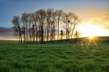 Spain, Province of Zamora, sunrise over field with white storks on trees - DSGF000816