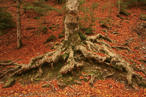 Spanien, Ordesa-Nationalpark, Baum im Herbstwald, lizenzfreies Stockfoto